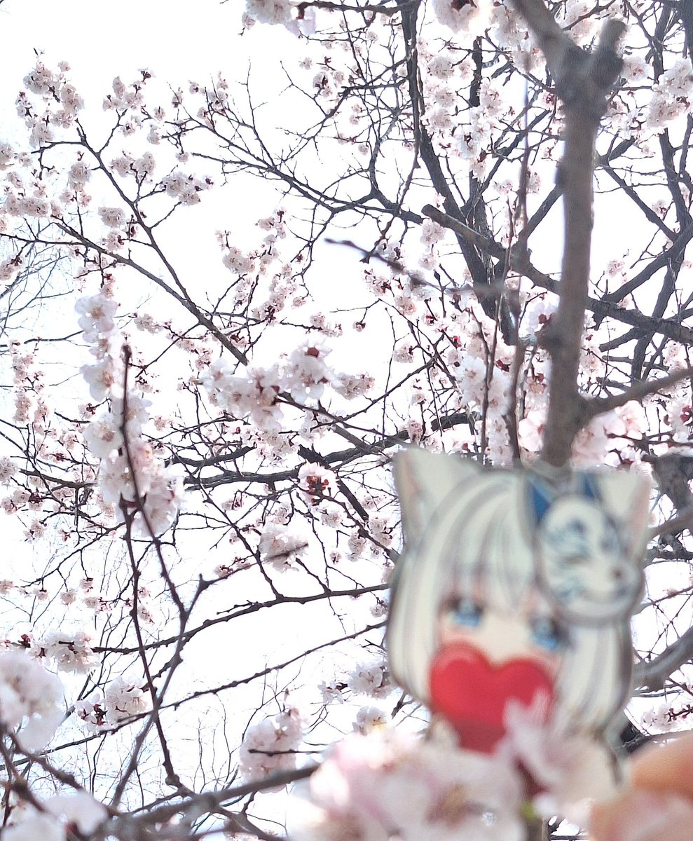 極限HasturA 🎀✨️🌼🍡 tweet media