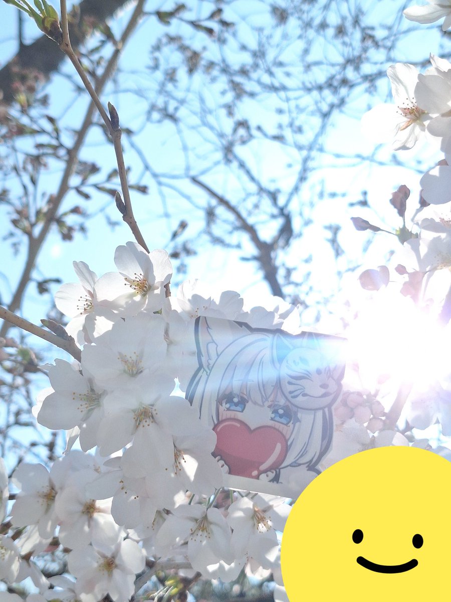 極限HasturA 🎀✨️🌼🍡 tweet media