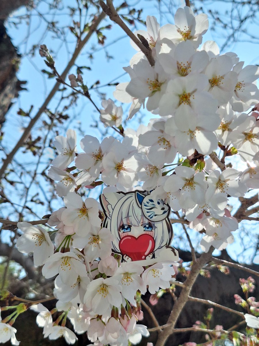 極限HasturA 🎀✨️🌼🍡 tweet media