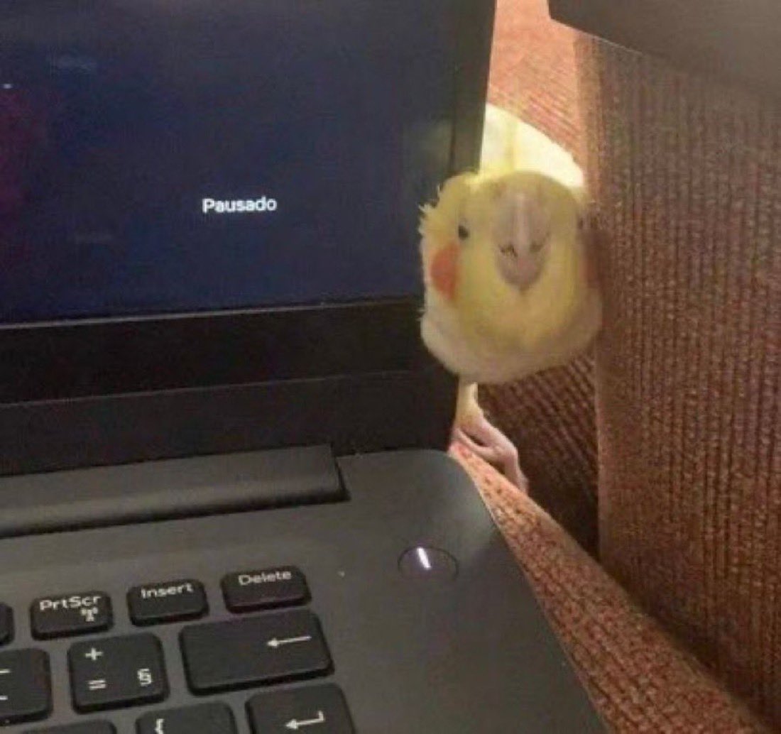 Out of Context Birds tweet media