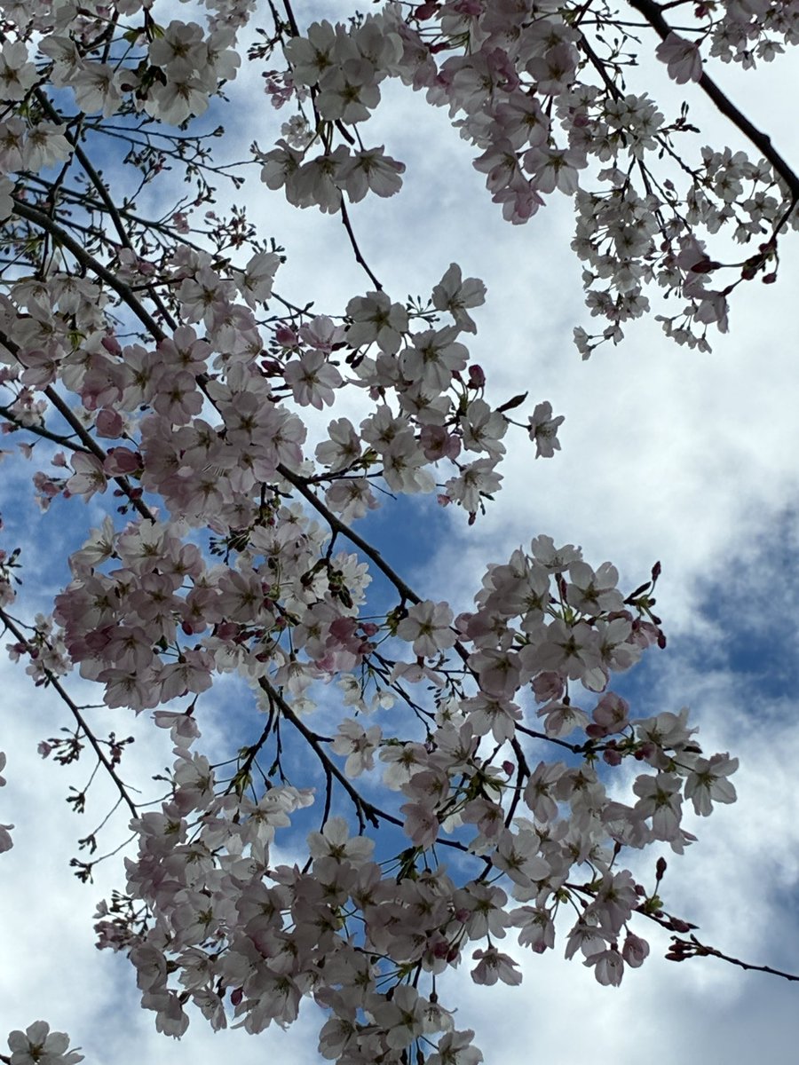 sayumint's tweet photo. 🌸桜が咲き始めてる🌸 https://t.co/RoAvrdOdPV
