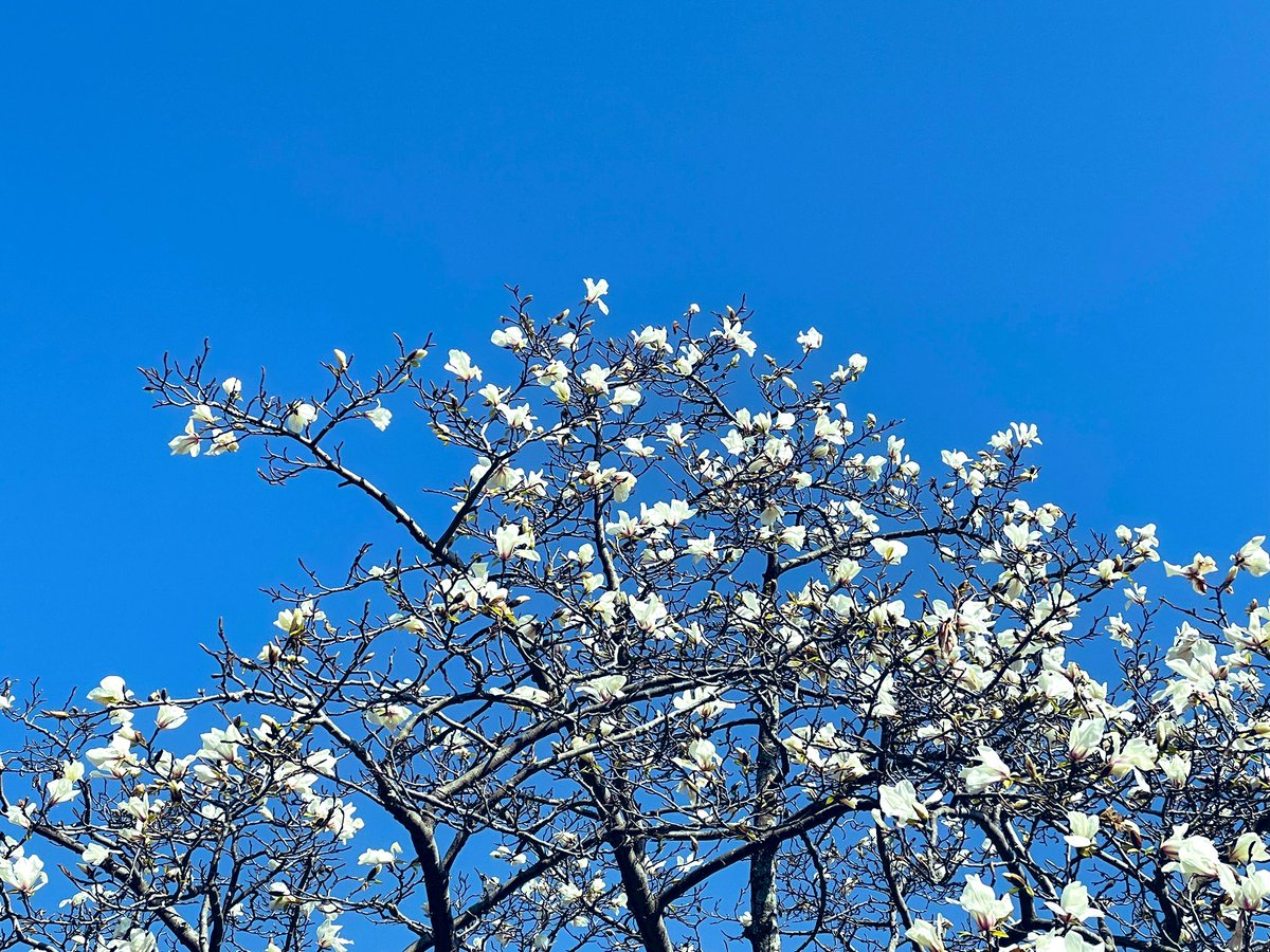 とうかとう tweet media