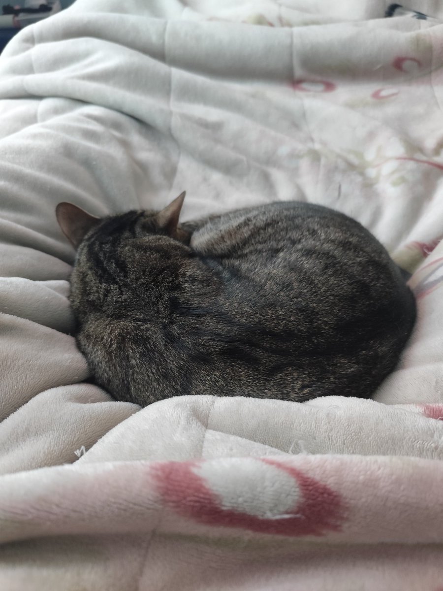 Anterito Rodriguez tweet media