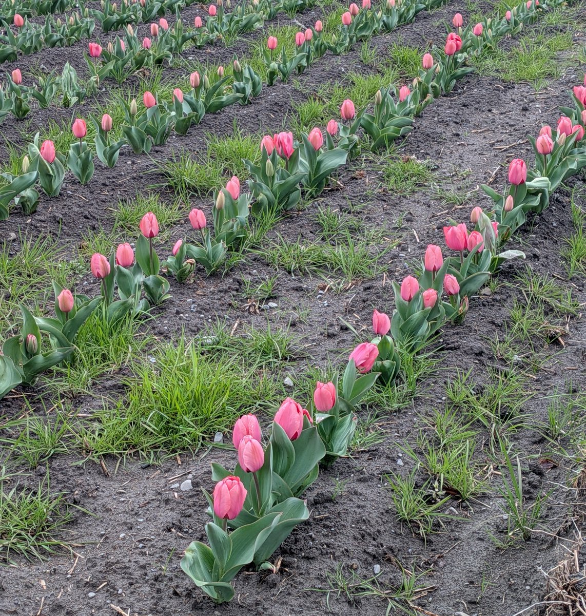 NEW麦茶 tweet media