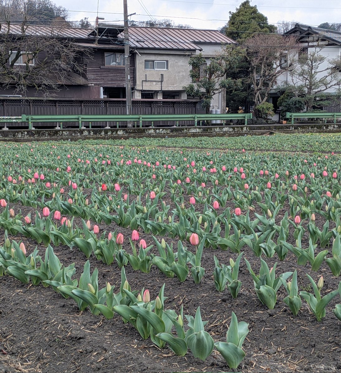 NEW麦茶 tweet media