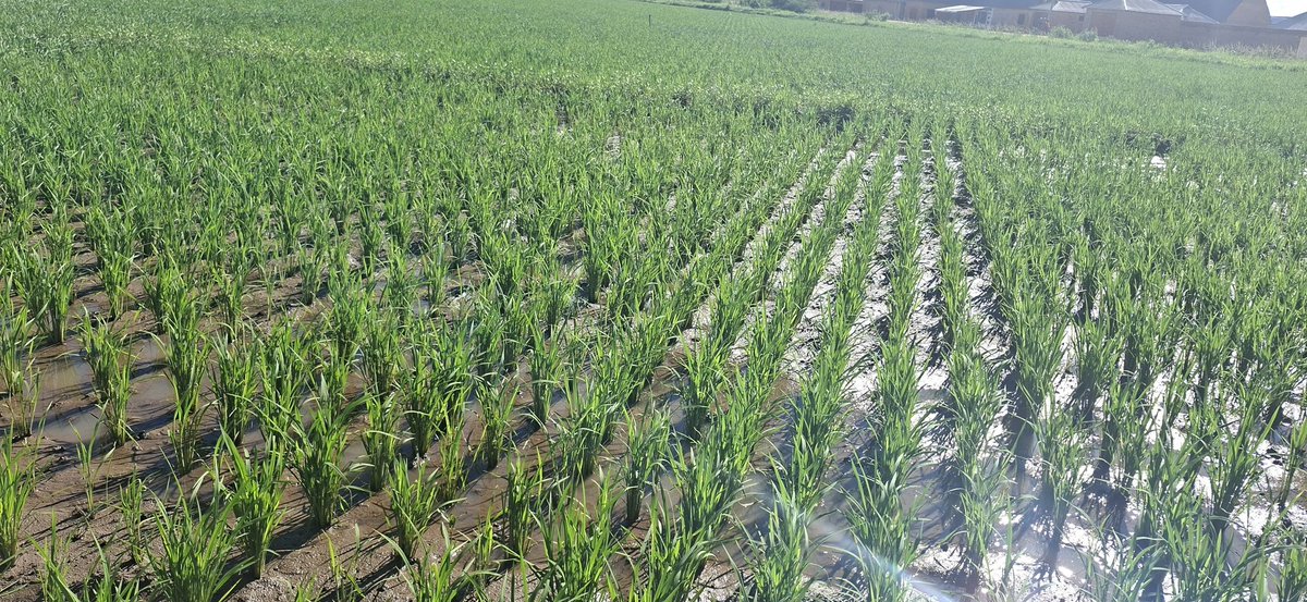 Thomas-Josephat tweet media