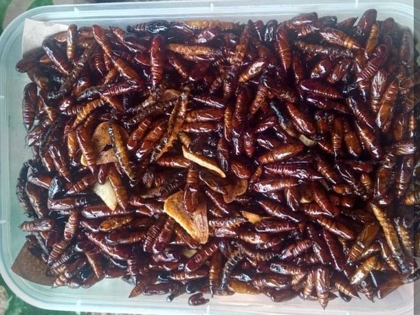 𝐍𝐨𝐳𝐞𝐥⚚ノゼル tweet media