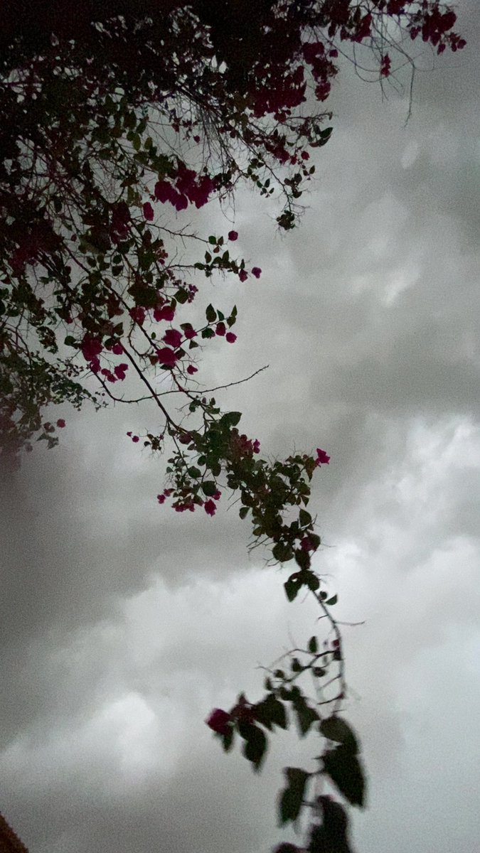 سما~🌼💛 tweet media