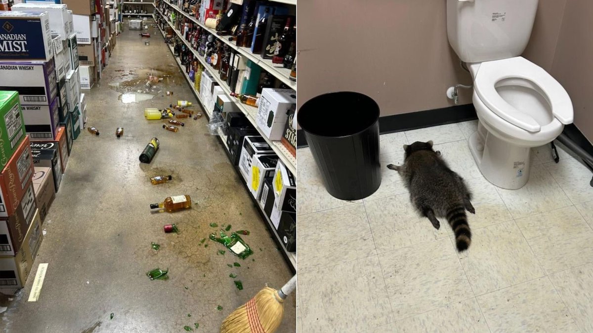 BeyondtheFrame7's tweet photo. Raccoon lies passed out on the bathroom floor of a Virginia liquor store, next to a toilet and trash bin, after its chaotic drunken rampage through the aisles. https://t.co/MN9xi3os9U