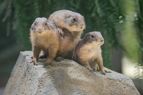 ジュバン tweet media