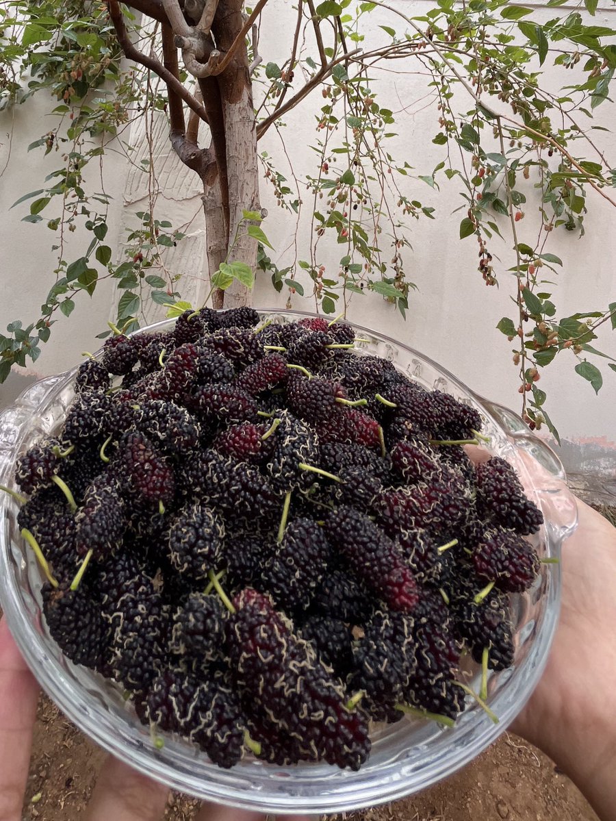 Asayil Ghazai tweet media