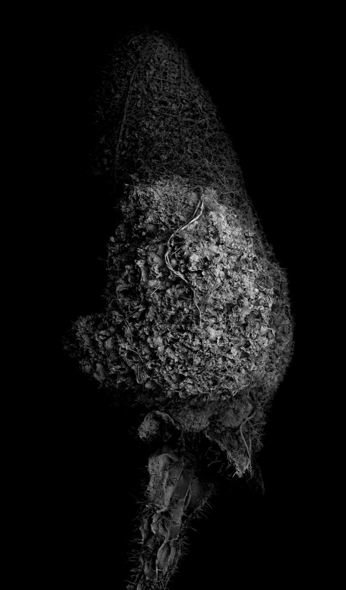kikoh_matsuura's tweet photo. 'Withered Plant'
Scanning Electron Microscope
No.774
Image width: 3.75mm
Archived DOI: 10.5281/zenodo.19177391
#kikohmatsuura
#witheredplant
#scanningelectronmicroscopy
#sciart https://t.co/MEulNZLYcY