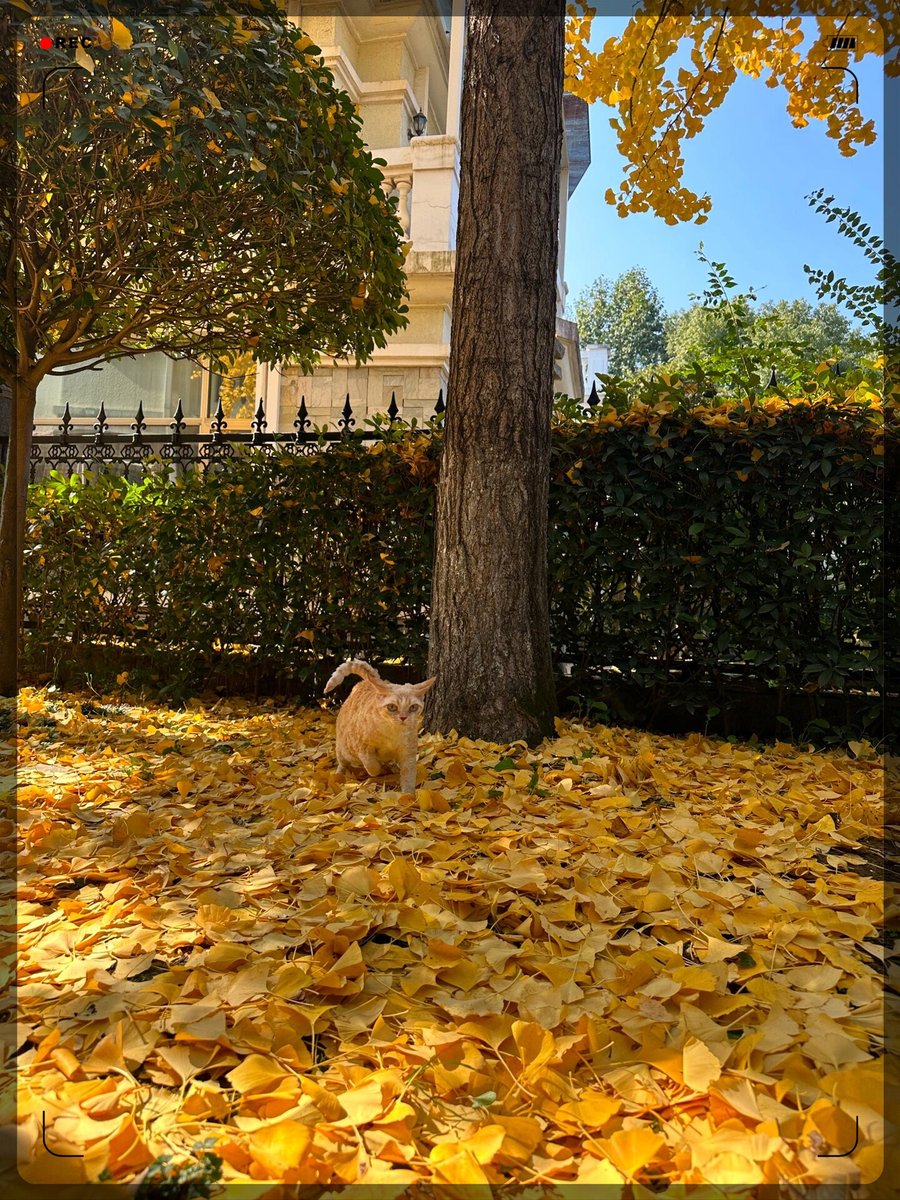 satya prasad tweet media