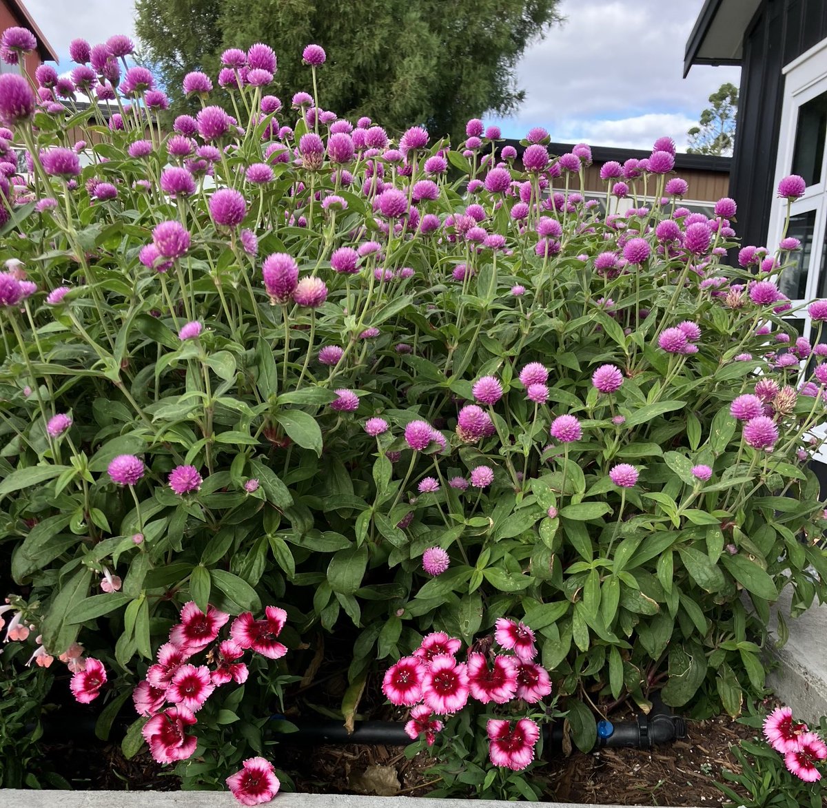 on my doorstep 
little pinks of Spring 
in Autumn~