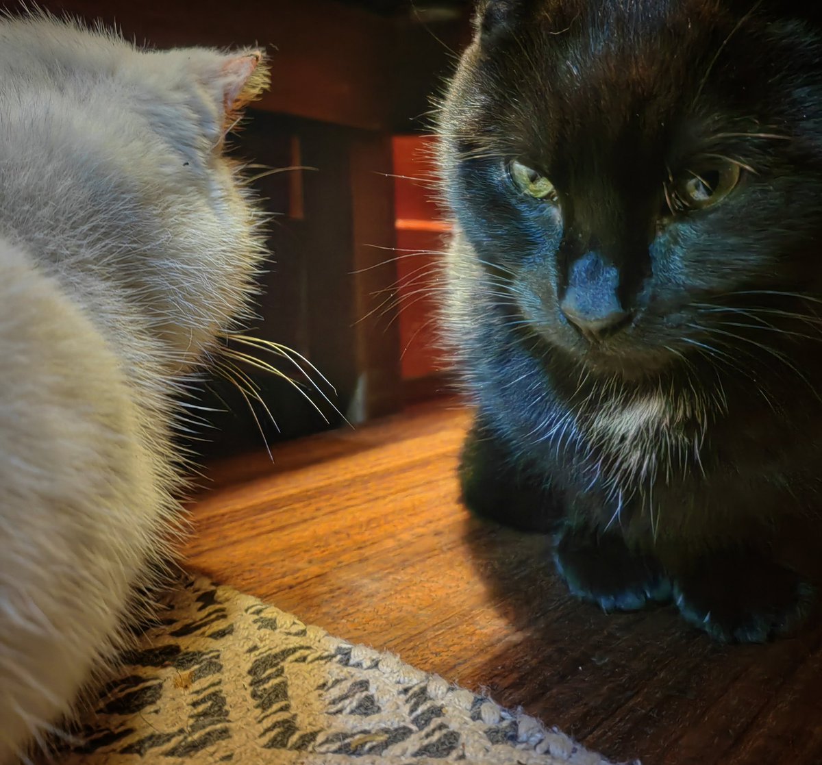 TribeOfMa's tweet image. Good Morning, #cats and significant others ✨🐻🍗🐭🐈🐈🐈☕🌄 #straycats #TNR #adoptdontshop tribeofma.carrd.co #Fundraiser ✨ 🐈 🐭 😽 🍗💉