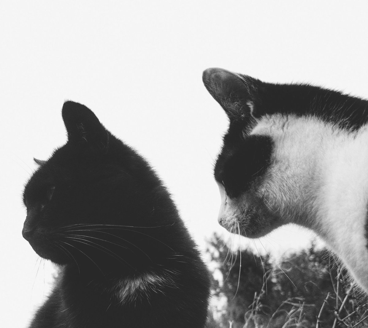 TribeOfMa's tweet image. Good Morning, #cats and significant others ✨🐻🍗🐭🐈🐈🐈☕🌄 #straycats #TNR #adoptdontshop tribeofma.carrd.co #Fundraiser ✨ 🐈 🐭 😽 🍗💉