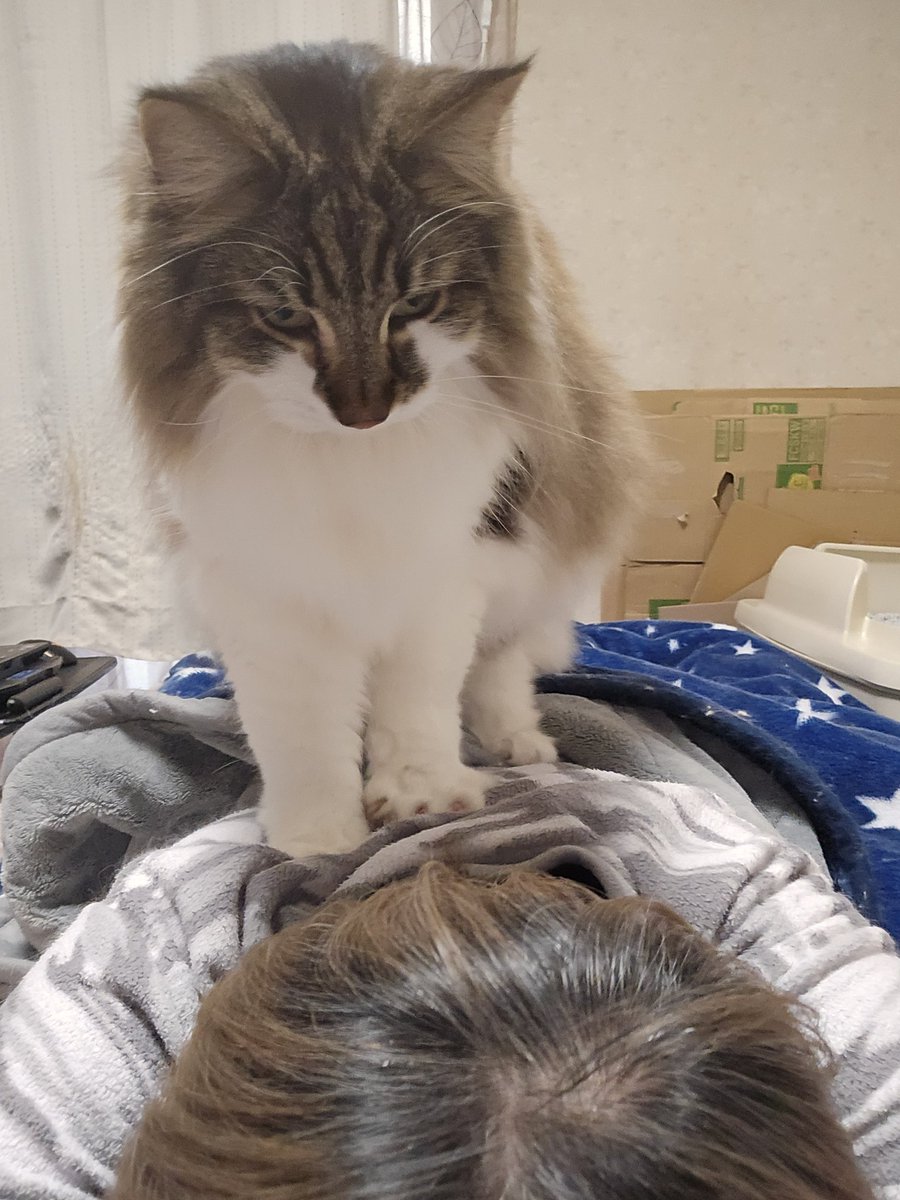 gaury234's tweet photo. 専属マッサージ猫！ https://t.co/BpaOlgaUDV