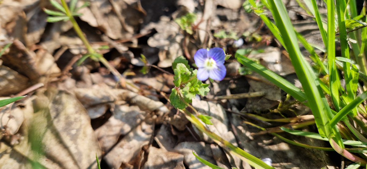 Peter Koeman @koeman.bsky.social tweet media