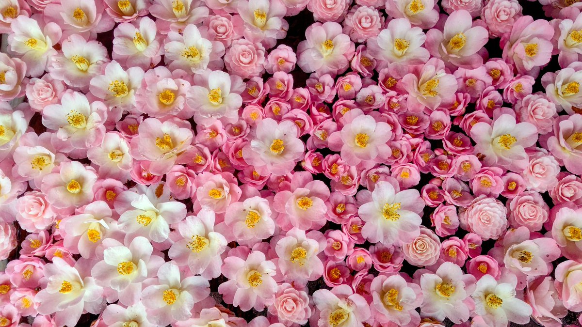 🌸朧月夜🌸 tweet media