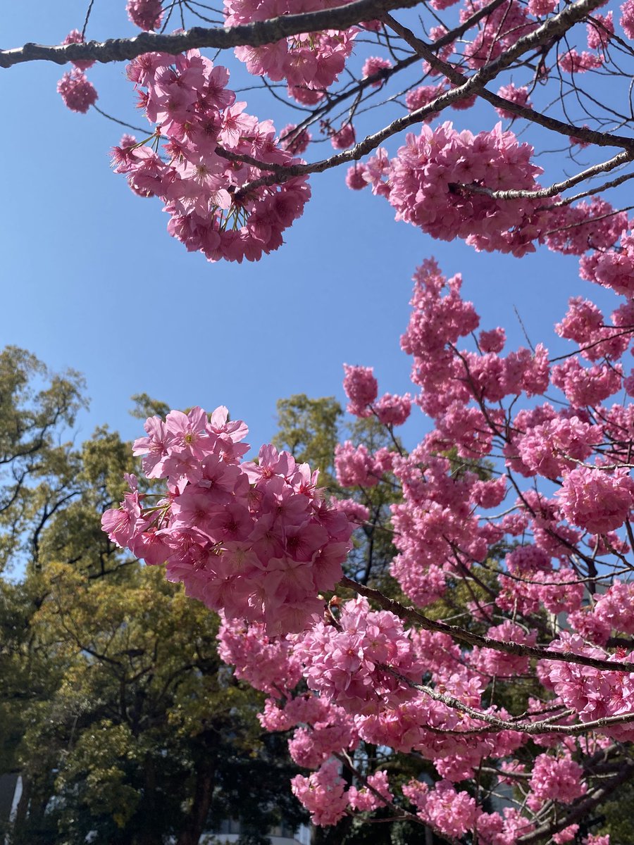 高野美香HONKOWA「贋者の箱庭」発売中 tweet media