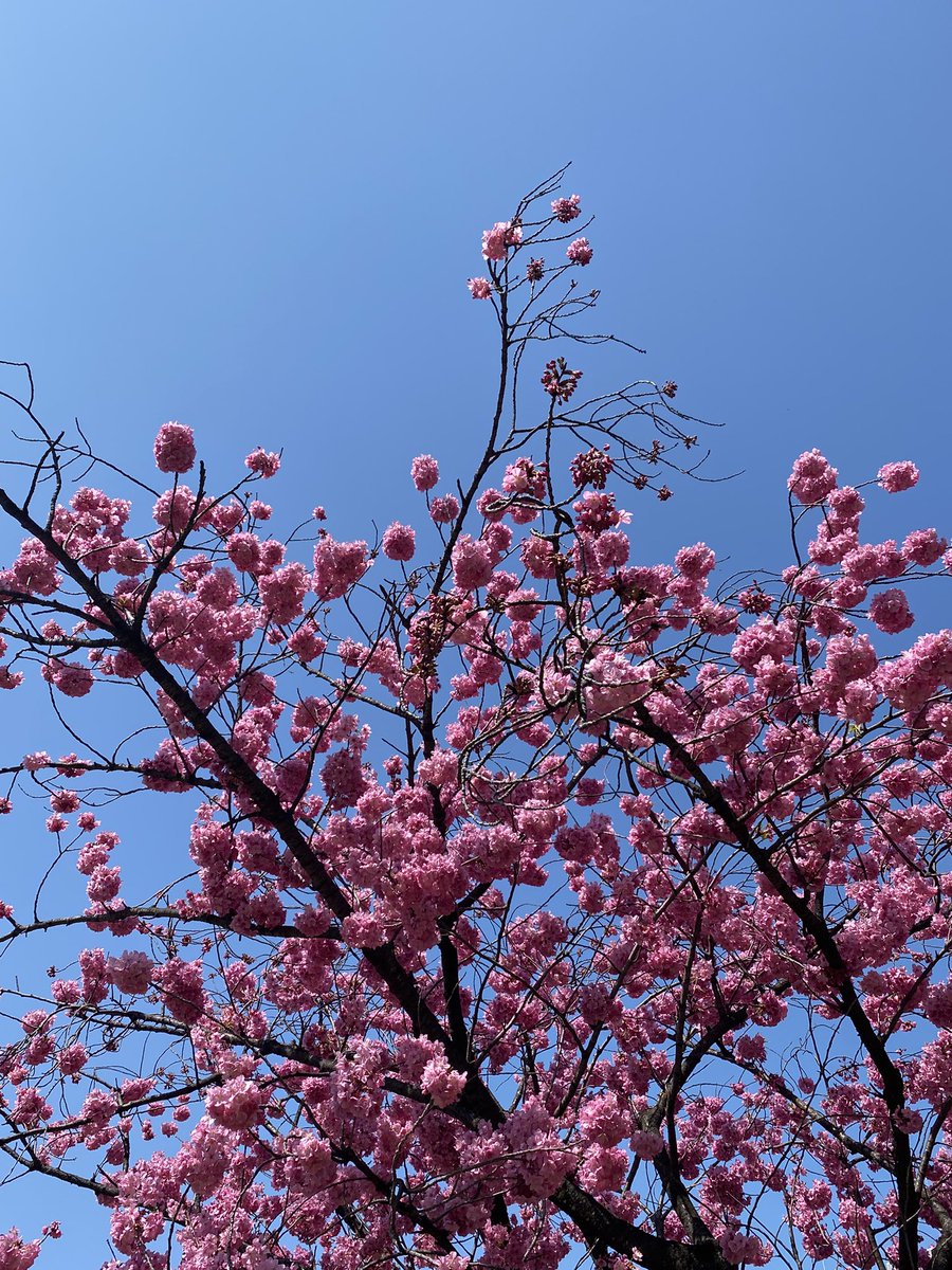 高野美香HONKOWA「贋者の箱庭」発売中 tweet media