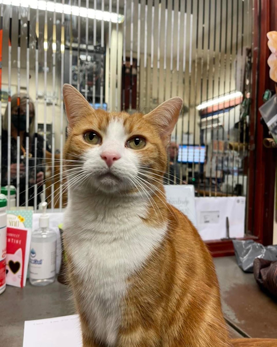 George The Stourbridge Junction Station Cat tweet media