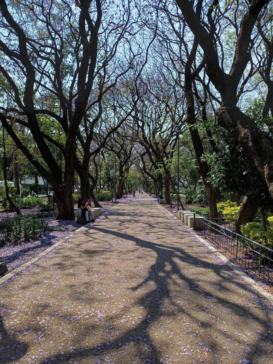 cecalli's tweet photo. #JacarandaAzteca26 
@RicardoBSalinas
@MLMSalinas
@NinfaSalinas
@JorgeNikaidoB
Vito Alessio Robles, 18 marzo 2026, tomada con Samsung A34 (sin efectos, ni filtros, ni retoques, ni AI) https://t.co/aNtQqMXfKy
