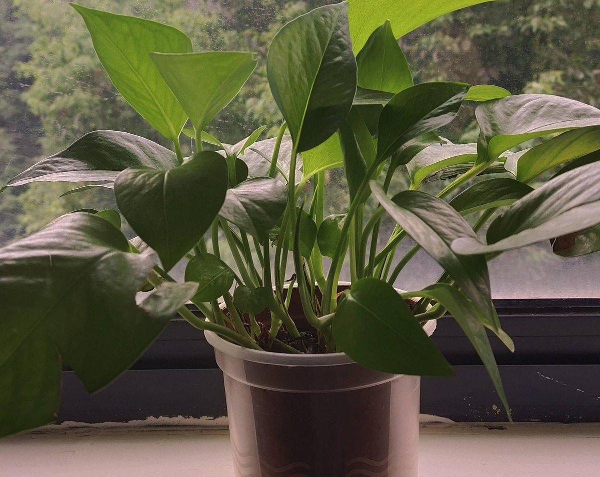 AHMED ABDALLAH tweet media