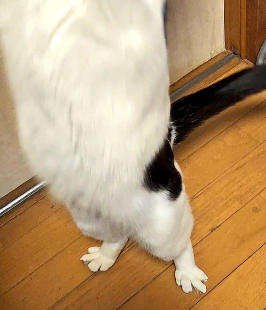 🐔334🍳 tweet media