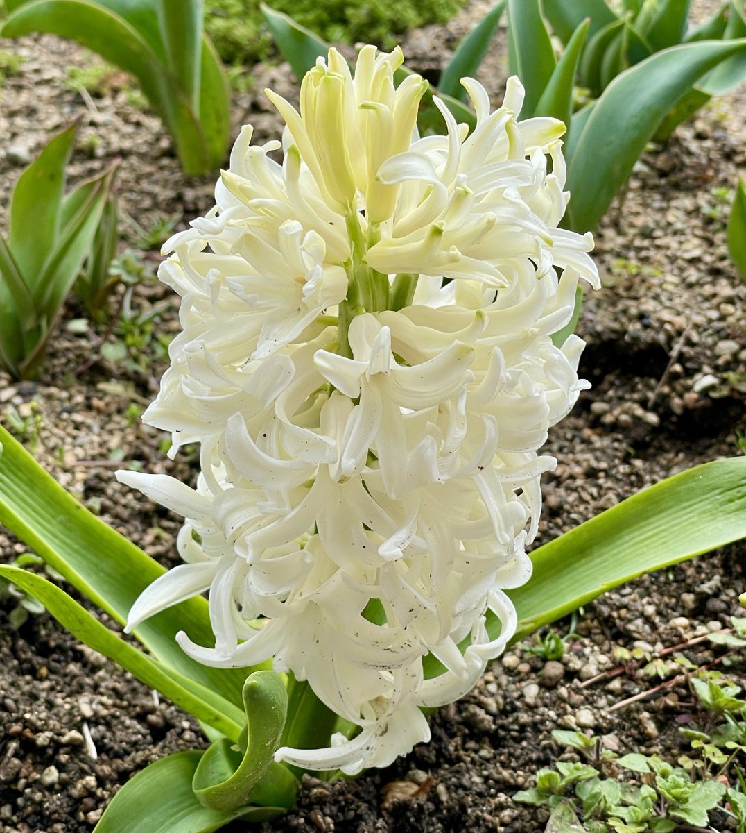 woodpony花花 tweet media