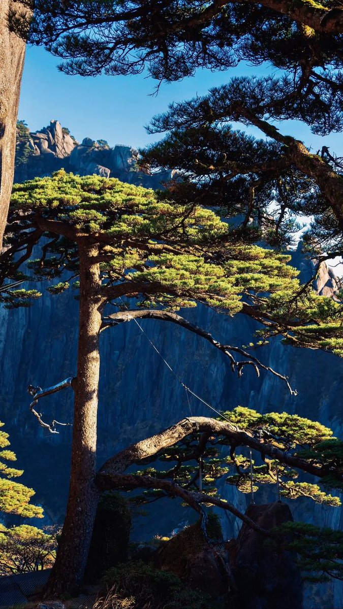 Sunil Sharma tweet media