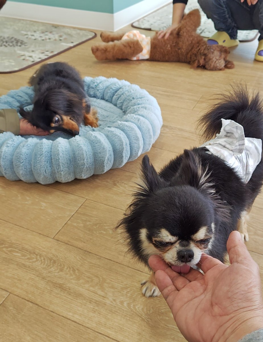 そらまめの家 tweet media