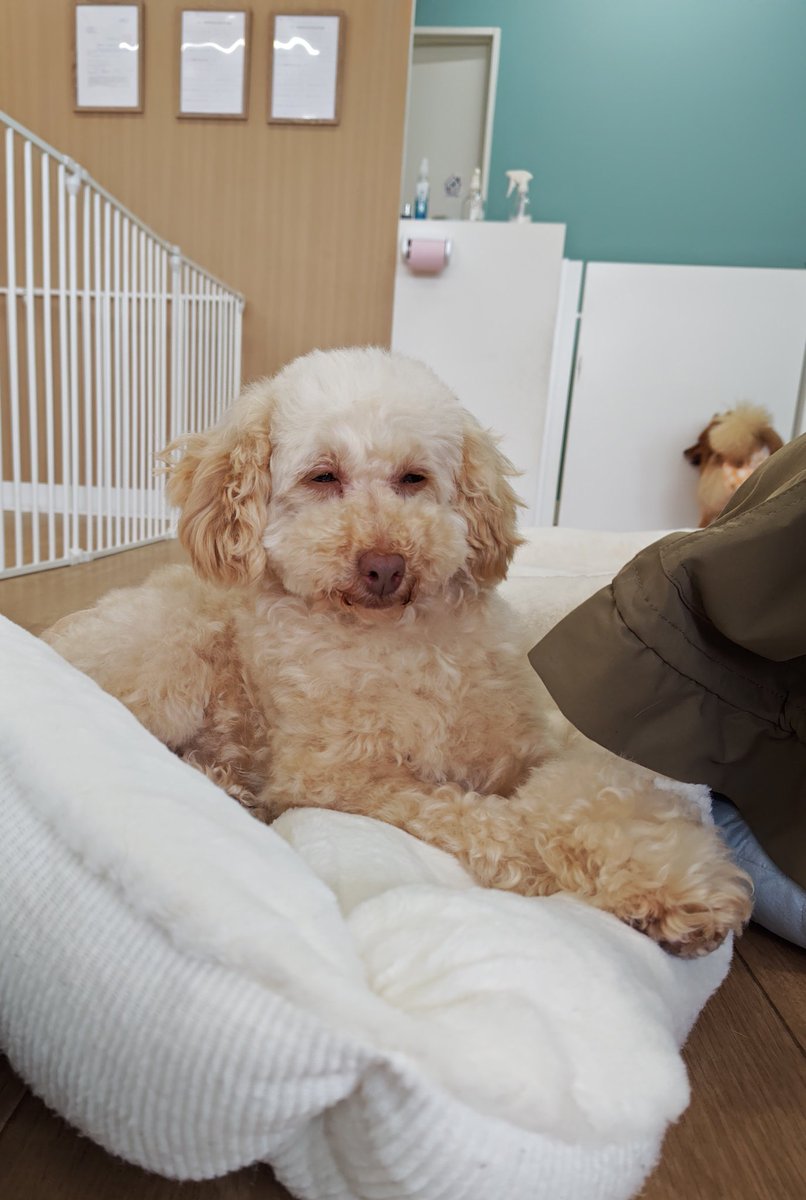 そらまめの家 tweet media