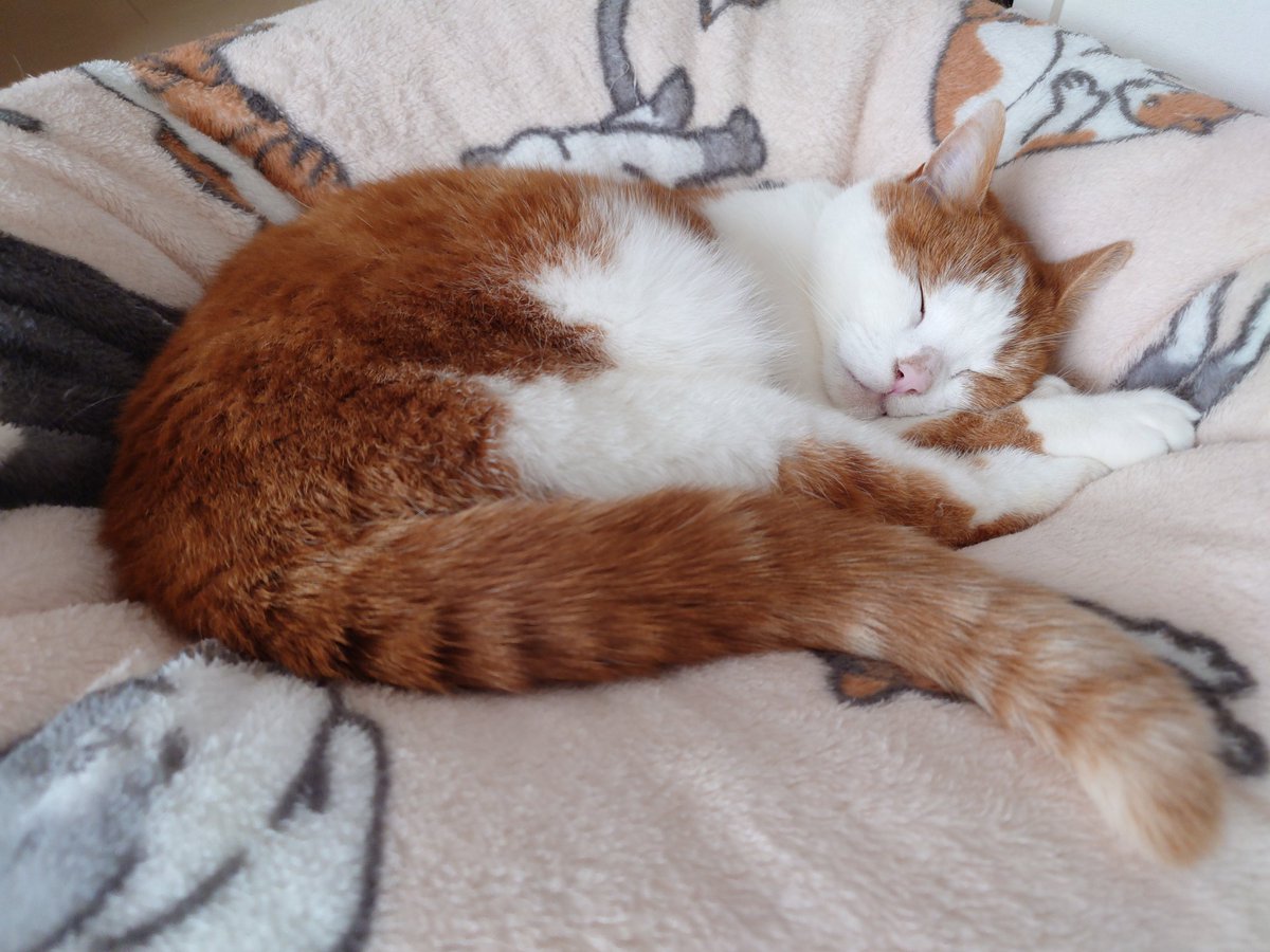 雨でどんよりしてましたが幸せそうに眠るお茶子さんを見たら今日も良い日だということに気付きました☺️