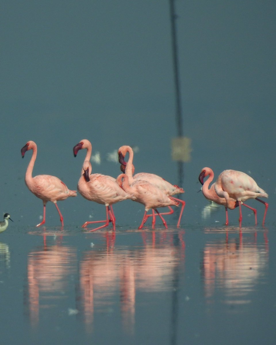 Dipendra Maharshi tweet media