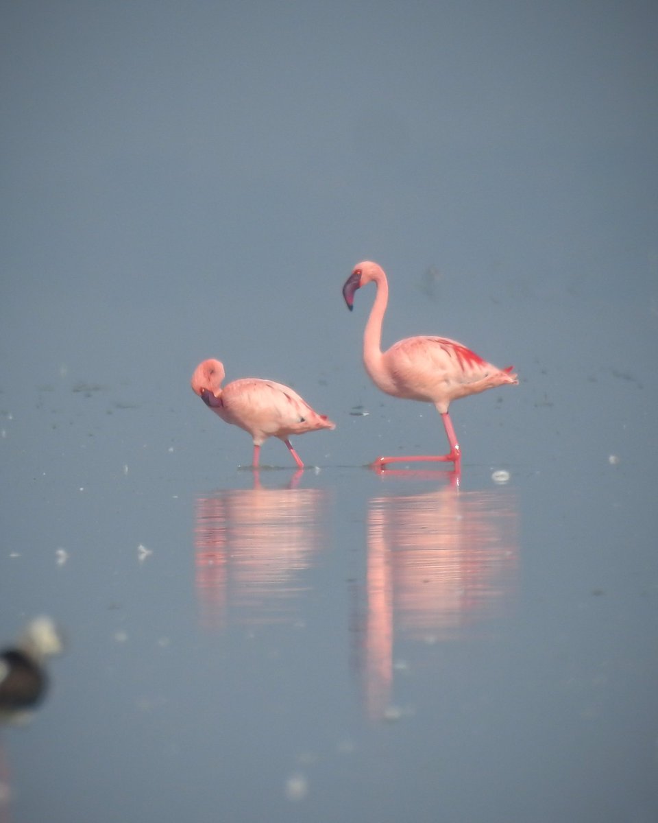 Dipendra Maharshi tweet media