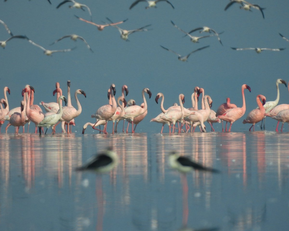 Dipendra Maharshi tweet media