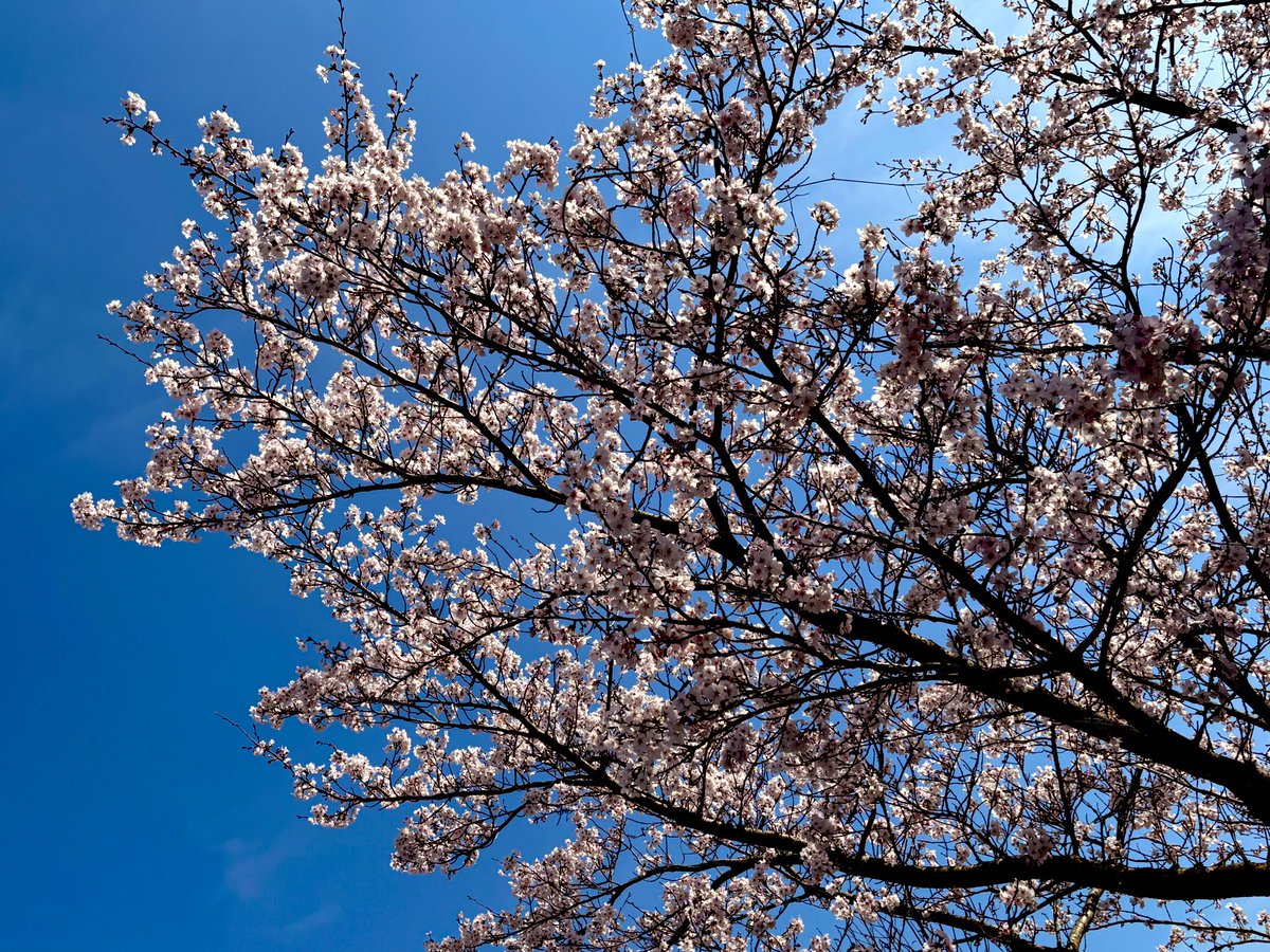 卯月ちょっと前桜です🌸