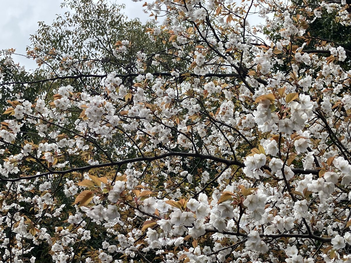 入船山記念館 tweet media