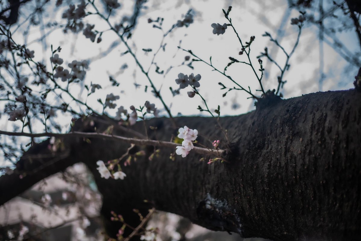 roncan0914 tweet media