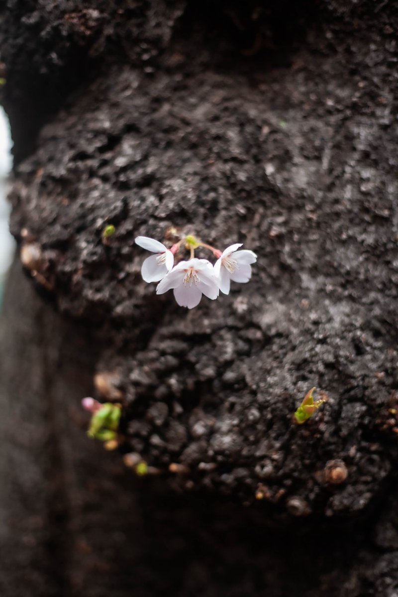 roncan0914 tweet media