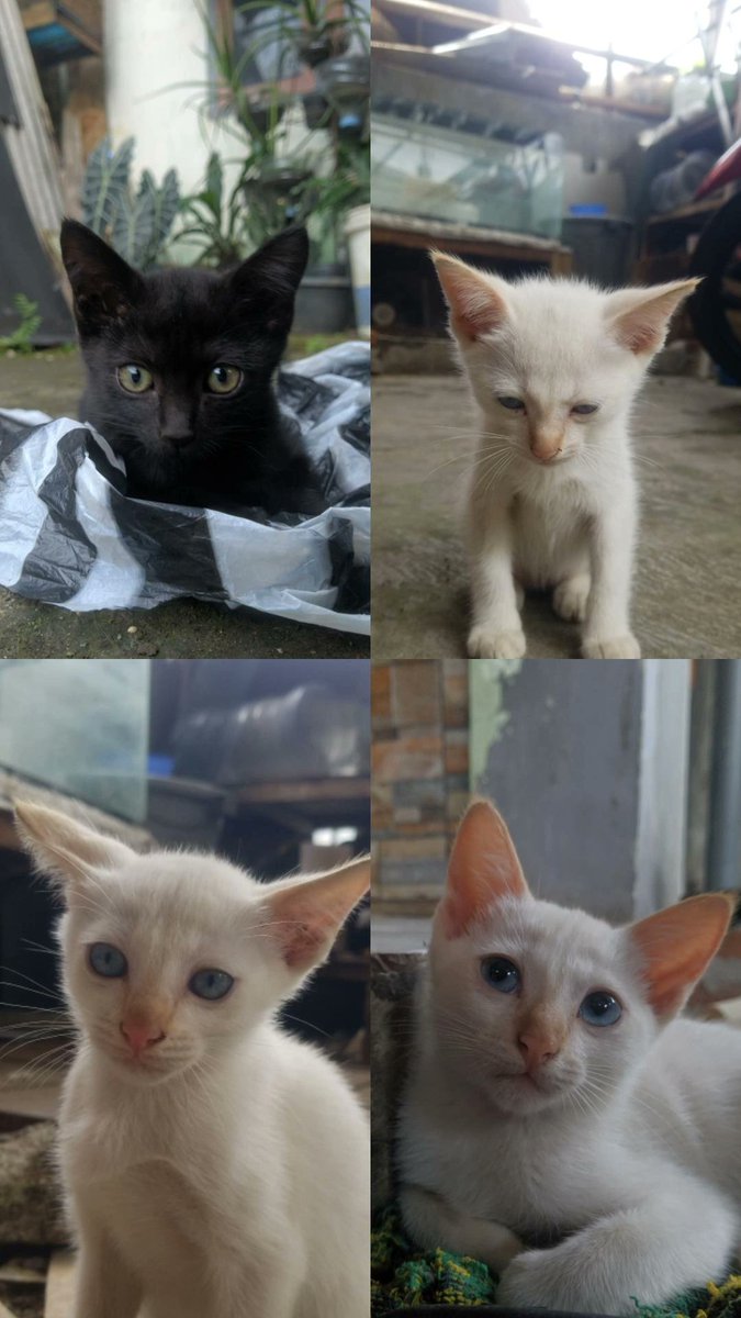 Ailsaa17's tweet photo. @UNDIP_FESS aku juga free adopt kucing kakk, usianya 3 bulan udah bisa makan+udah bisa pup di pasir+sehat lincah yup yang area semarang bisa dm yaa https://t.co/aBeh7f1ZFu