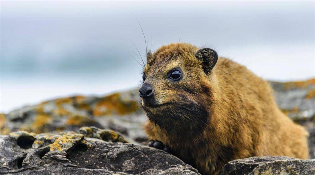 Peggy Cappelletti tweet media