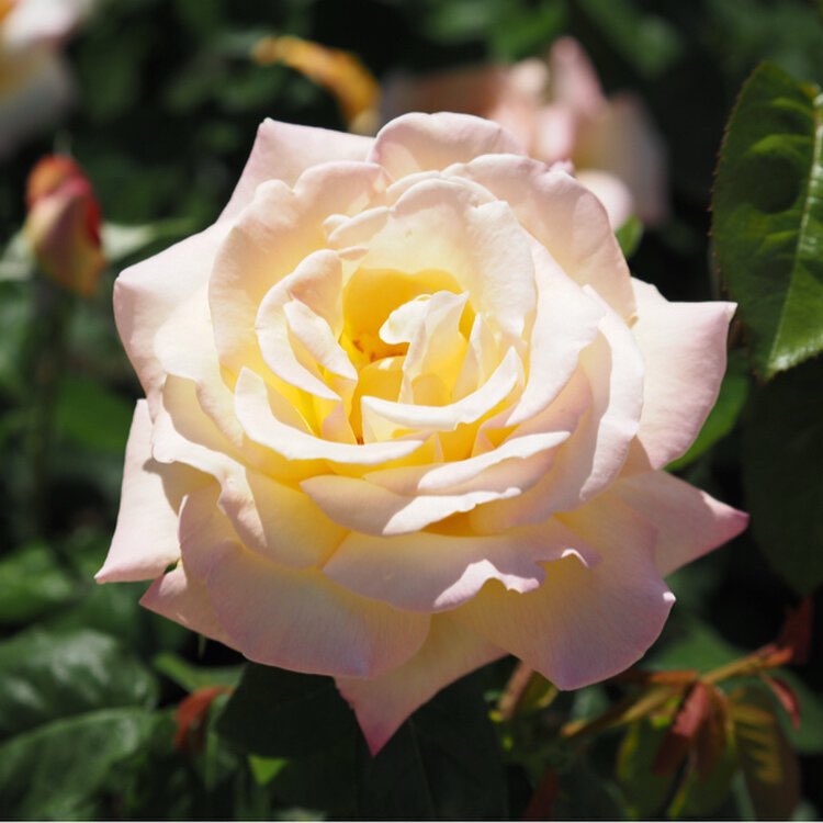 シン🌸母の介護が大変💦✨低浮上です✨🙇‍♀️ tweet media