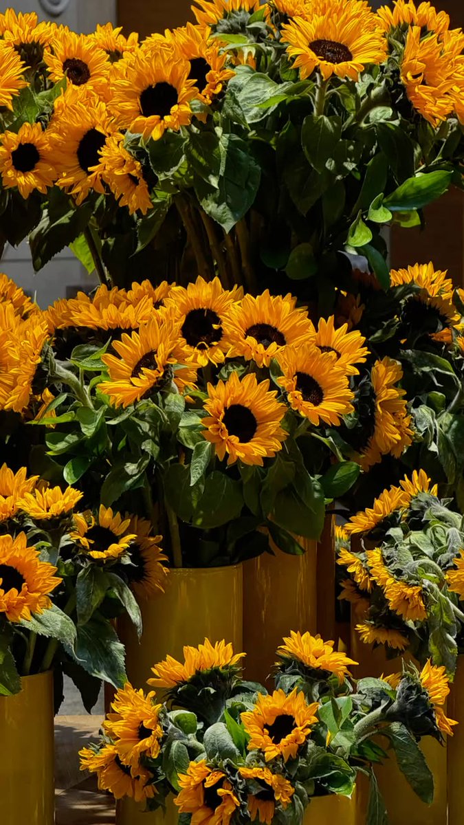 softpetalview's tweet photo. https://t.co/J36Hxla79H