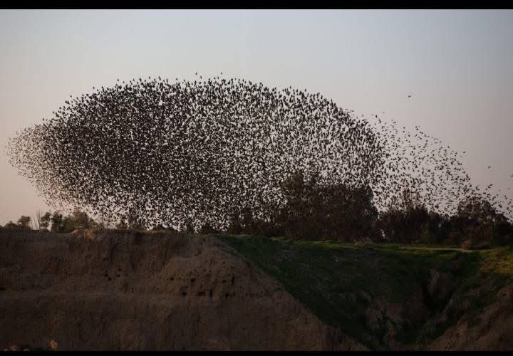 𝐇𝐚𝐛𝐢𝐢𝐛 𝐘𝐚𝐡𝐲𝐚 tweet media