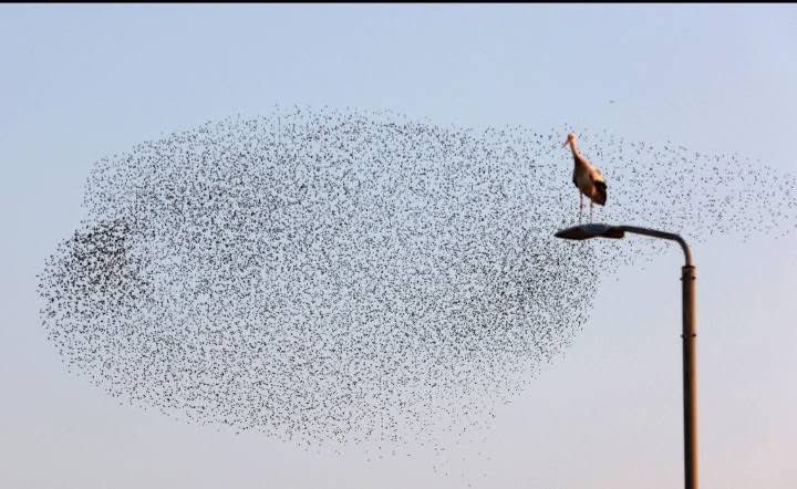 𝐇𝐚𝐛𝐢𝐢𝐛 𝐘𝐚𝐡𝐲𝐚 tweet media