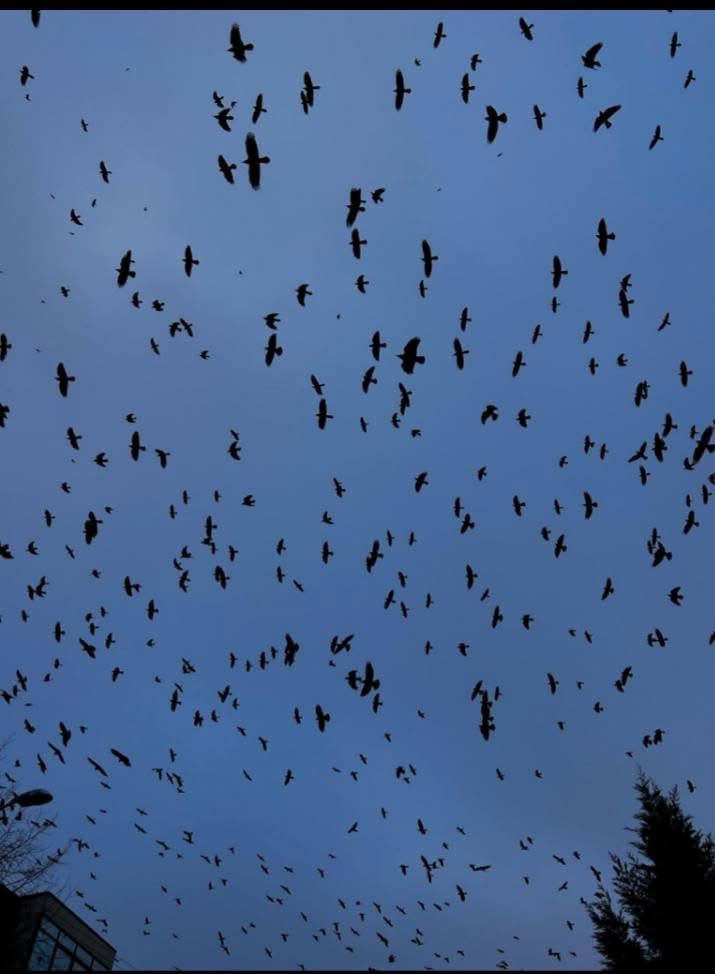 𝐇𝐚𝐛𝐢𝐢𝐛 𝐘𝐚𝐡𝐲𝐚 tweet media