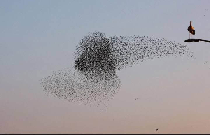 𝐇𝐚𝐛𝐢𝐢𝐛 𝐘𝐚𝐡𝐲𝐚 tweet media