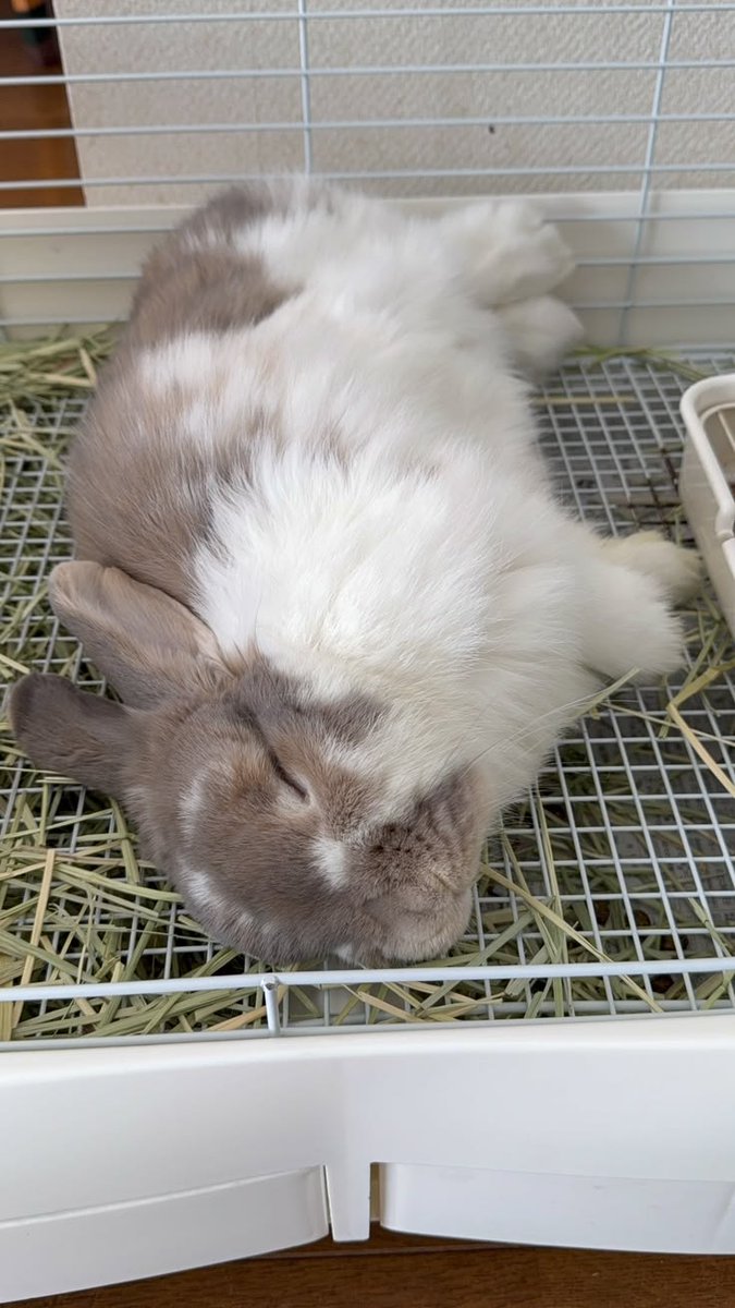 Tweet of Animals tweet media